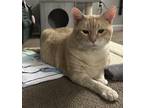 Adopt Rosco a Domestic Shorthair / Mixed cat in Oakland, NJ (41044998)