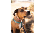 Adopt Ripley a Red/Golden/Orange/Chestnut Mixed Breed (Large) / Mixed dog in