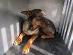 Adopt Ol Dan a Black Shepherd (Unknown Type) dog in Weatherford, TX (41045037)