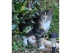 Adopt Toni a Tan or Fawn Tabby Tabby (short coat) cat in Marion, NC (41044818)