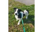 Adopt Azula a Black Corgi / Mixed dog in Winchester, TN (41044906)