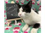 Adopt Axford-Fiv+ a White Domestic Shorthair / Domestic Shorthair / Mixed cat in