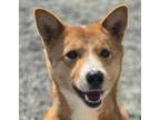 Adopt Emily a Brown/Chocolate - with White Jindo / Mixed dog in Calgary