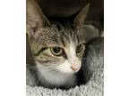 Adopt Brianna a White Domestic Shorthair / Domestic Shorthair / Mixed cat in