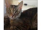 Adopt Lily a Tan or Fawn (Mostly) Domestic Shorthair (short coat) cat in Duette