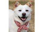 Adopt Ggotbi a White Jindo / Mixed dog in Calgary, AB (41044403)
