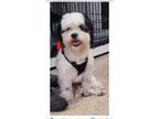 Adopt Oreo a Shih Tzu / Mixed dog in Freeport, NY (39405008)