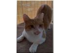 Adopt Bullet a Orange or Red Domestic Shorthair (short coat) cat in Duette