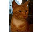 Adopt Bobby a Orange or Red American Bobtail (short coat) cat in Duette