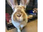 Adopt Wheel a Chocolate American / American / Mixed rabbit in Middlebury