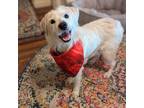Adopt Rosa a White Mixed Breed (Medium) dog in Vail, AZ (41038179)