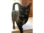 Adopt Paprika a Tortoiseshell Domestic Shorthair (short coat) cat in Marion