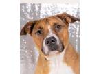 Adopt Sasha a Brown/Chocolate - with White American Staffordshire Terrier /