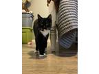 Adopt Lil' Debbie a Black & White or Tuxedo Domestic Shorthair (short coat) cat