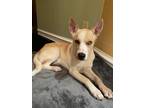 Adopt Melo a Tan/Yellow/Fawn - with White Mixed Breed (Medium) / Husky / Mixed