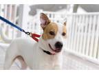 Adopt Holly a White - with Red, Golden, Orange or Chestnut Jack Russell Terrier