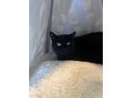 Adopt Beans a All Black Domestic Shorthair (short coat) cat in Erie