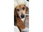 Adopt Bagel a Tricolor (Tan/Brown & Black & White) Beagle / Mixed dog in New