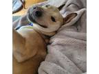 Adopt Archer a Tan/Yellow/Fawn - with White Carolina Dog / Husky / Mixed dog in