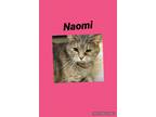Adopt Naomi a Domestic Shorthair / Mixed (short coat) cat in Crystal Lake
