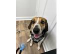 Adopt Daisy a Tricolor (Tan/Brown & Black & White) Beagle / Mutt / Mixed dog in