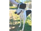 Adopt Whiskey Reef (Dimples) a Greyhound / Mixed dog in Glen Ellyn