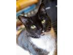 Adopt Meera a Black & White or Tuxedo Domestic Shorthair (short coat) cat in