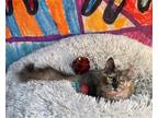 Adopt Tallulah a Domestic Shorthair / Mixed cat in Salt Lake City, UT (39305100)