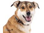 Adopt Biscuit a German Shepherd Dog / Mixed dog in Mira Loma, CA (41027510)