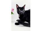 Adopt Licorice IX a All Black Domestic Shorthair / Mixed cat in Muskegon