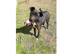 Adopt Festus a Mixed Breed (Medium) dog in Ola, AR (39438799)