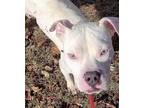 Adopt Bogie a White Boxer / Terrier (Unknown Type, Medium) dog in Ola