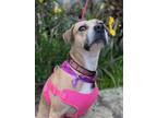 Adopt Melinda a Tricolor (Tan/Brown & Black & White) Pit Bull Terrier /