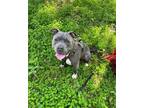 Adopt Draco a Gray/Silver/Salt & Pepper - with White Pit Bull Terrier / Mixed