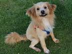 Adopt Gugu(I) a Tan/Yellow/Fawn - with White Papillon / Chinese Crested / Mixed