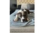 Adopt Kya a Gray/Silver/Salt & Pepper - with White Pit Bull Terrier / Mixed dog