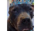 Adopt Stella a Gray/Blue/Silver/Salt & Pepper Pit Bull Terrier / Mixed dog in