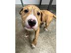 Adopt Waylon a Mixed Breed (Medium) / Mixed dog in Jonesboro, AR (41034269)