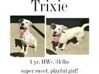 Adopt Trixie a Mixed Breed (Medium) / Mixed dog in Albany, GA (41042765)