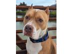 Adopt Luciano a Red/Golden/Orange/Chestnut - with White American Staffordshire