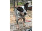 Adopt Dominick a Gray/Blue/Silver/Salt & Pepper Australian Cattle Dog / Mixed