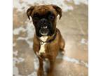 Adopt Scoob a Tan/Yellow/Fawn Boxer / Mixed (short coat) dog in Tulsa