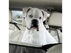 Adopt Cotton a White Boxer / Mixed (short coat) dog in Tulsa, OK (41042642)