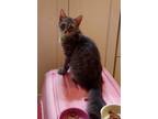 Adopt Jasmine a Brown or Chocolate Domestic Longhair (long coat) cat in