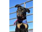 Adopt Piper a Black - with Tan, Yellow or Fawn Rottweiler / Hound (Unknown Type)