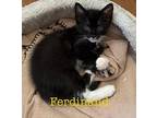 Ferdinand Domestic Shorthair Kitten Male