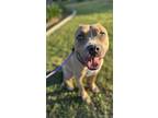 Adopt Hicks a Tan/Yellow/Fawn Pit Bull Terrier / Mixed dog in Los Angeles