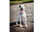 Adopt Clyde a American Pit Bull Terrier / Mixed Breed (Medium) / Mixed dog in
