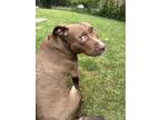 Adopt Coco a American Pit Bull Terrier dog in Grand Rapids, MI (41042304)