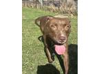 Adopt Coco a American Pit Bull Terrier dog in Grand Rapids, MI (41042304)